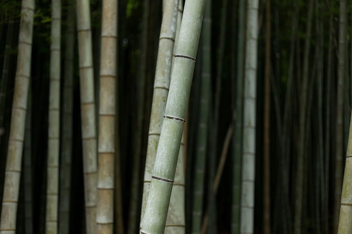 Tall green bamboo stalks in a dark bamboo grove in Kyoto, Japan