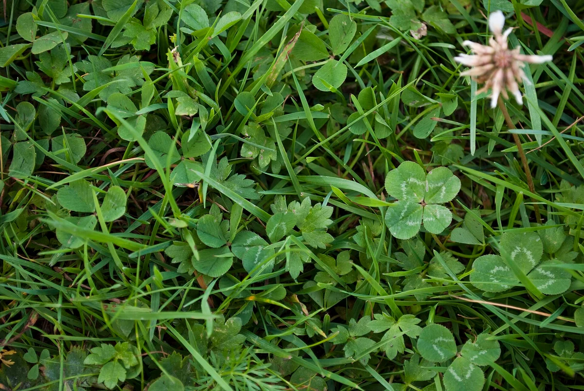 A four-leaf clover growing in a patch of lawn among grass and three-leaf clover